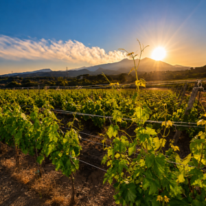 Vesuvio wine tasting